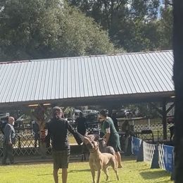 Cane Corso Puppies from Valyrian Cane Corsos