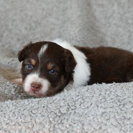 Girl 4 - Red tri-color female Australian Shepherd puppy in Rochester, Massachusetts from Clover Creek Aussies