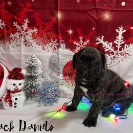 Jack Daniels - Tiger male Perro de Presa Canario puppy in Horizon, Texas from Mesquite Creek Kennels