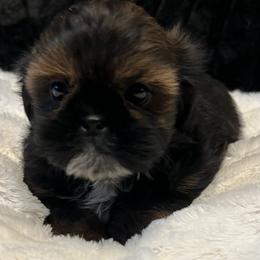 Ella - Black female Shih Tzu puppy in Winston Salem, North Carolina from Jay&Ray Shih Tzu’s
