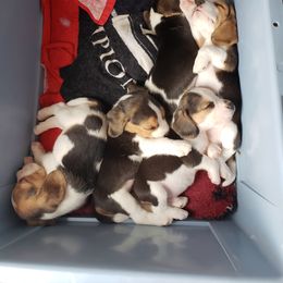 Beagle Puppies from Wilderness Beagles