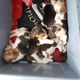 Beagle Puppies from Wilderness Beagles