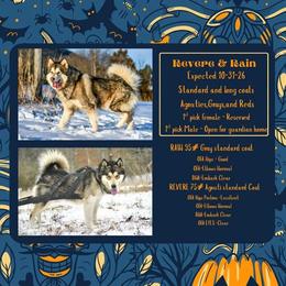 Alaskan Malamute puppies from North Shore Alaskan Malamutes