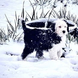 Old English Sheepdog Puppies from Heavinly Blessings Farm Pups - Old English Sheepdog Puppies