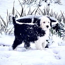 Old English Sheepdog Puppies from Heavinly Blessings Farm Pups - Old English Sheepdog Puppies