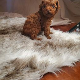 Poodle Puppies from Sweetie Pie Poodles