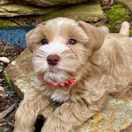 Pink and Green collar AKC Red female - Wheaten female Miniature Schnauzer puppy in Calhoun, Georgia from The BrickHouse Miniature Schnauzers