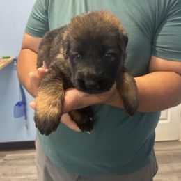 Pink - Sable German Shepherd puppy in Shelton, Connecticut from DaCruz K9s
