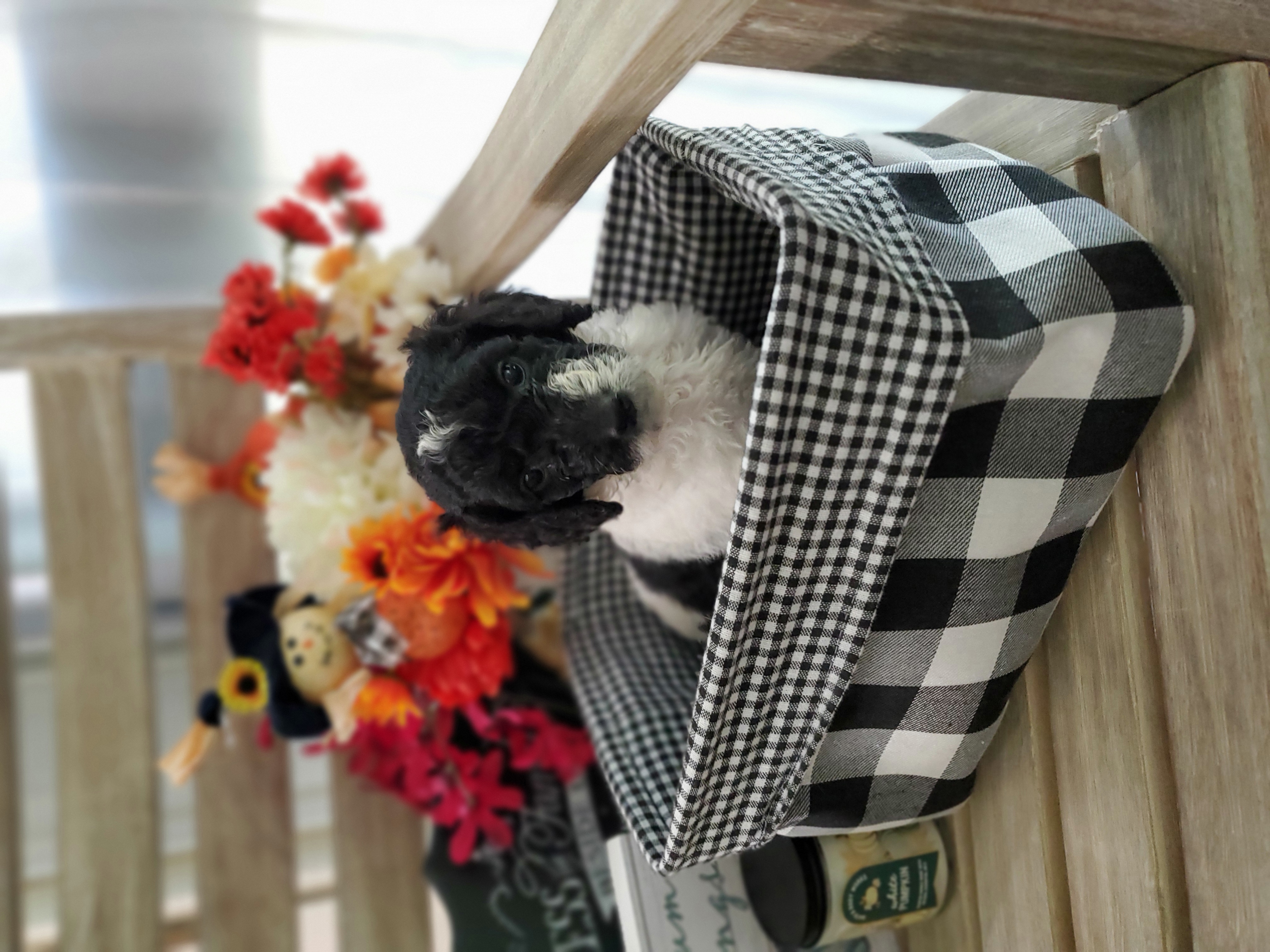 Double Doodle and Poodle Puppies from Perfect Poodles and Doodles LLC