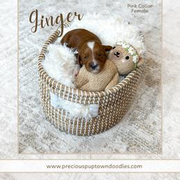 Ginger - Red  female Goldendoodle puppy in Bell Buckle, Tennessee from Precious Puptown Doodles