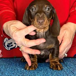 Joey - Chocolate and tan male Dachshund puppy in Toledo, Ohio from Baldox Dachshunds