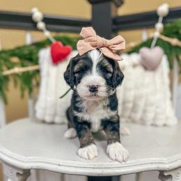 Domino - Black and white female Sheepadoodle puppy in Danville, Indiana from Marley’s Doodle Ranch