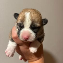 Spock - Red male Pembroke Welsh Corgi puppy in Delton, Michigan from CorGizmo
