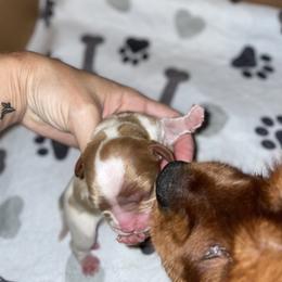 Cavalier King Charles Spaniel Puppies from Cassie’s Cavaliers