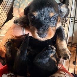 Black and Tan Female - Black and tan female Dachshund puppy in Medina, Ohio from STORIED DOXIES