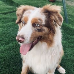 Teddy - Miniature American Shepherd