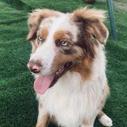 Teddy - Miniature American Shepherd