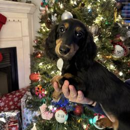 Lila - Black and tan female Dachshund puppy in Mascot, Tennessee from Magnolia Pearl Dachshunds