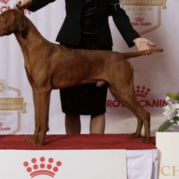 Vizslas from Red Dog Adventures