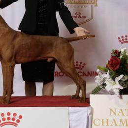 Vizslas from Red Dog Adventures