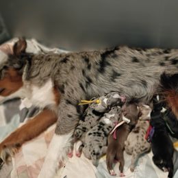 Australian Shepherd puppies from Rothsolid Puppies