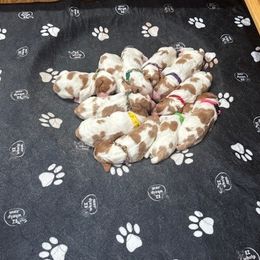 Girl 3 - Orange and white female Brittany puppy in Moseley, Virginia from Brier Ridge Kennels & Outfitters