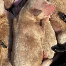 Goldendoodle Puppies from A1Doodles