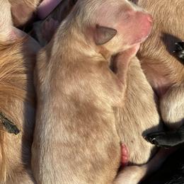 Goldendoodle Puppies from A1Doodles