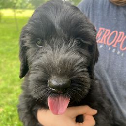 Giant Schnauzer puppies from Valour's Giants