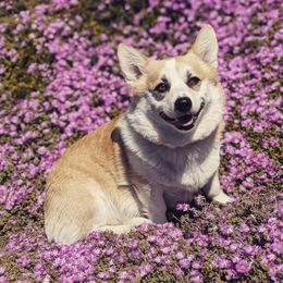 Eloise - Pembroke Welsh Corgi