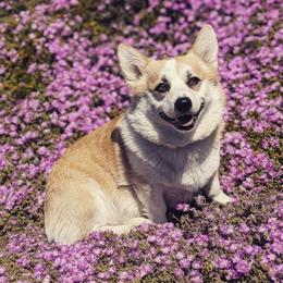 Eloise - Pembroke Welsh Corgi