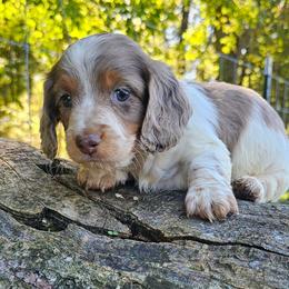 Tanner - Piebald male Dachshund puppy in Utica, Ohio from Poodle Me Crazy