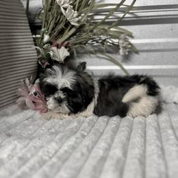 AKC Riley - Blue and white female Shih Tzu puppy in Elgin, South Carolina from Silver Bells Paw Prints