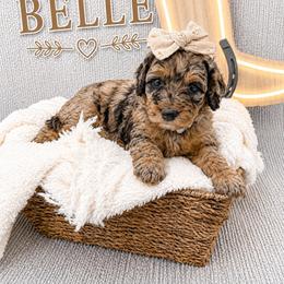 Belle - Merle female Bernedoodle puppy in Flagstaff, Texas from Gunstock Doodles
