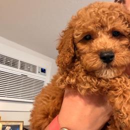 Chase blue - Red  male Goldendoodle puppy in Shingle Springs, California from Creamy Retrievers