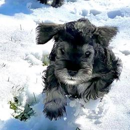 Miniature Schnauzers from Tivoli Miniature Schnauzers