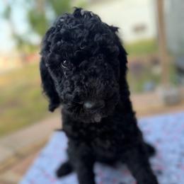 Clark - Black male Double Doodle puppy in Mineola, Texas from ETX Dandy Doodle