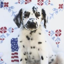 Dark Green - White and black male Dalmatian puppy in Cottage Grove, Oregon from Hidden Hills Dalmatians