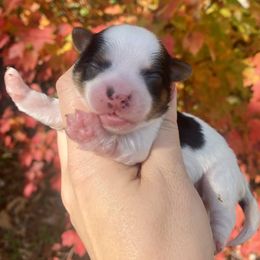 Biewer Terrier Puppies from Petit Bijou