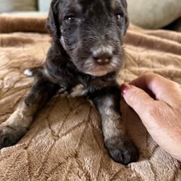 Danny - Phantom male Poodle puppy in Washington, Pennsylvania from Patriotic Poodles