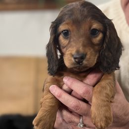 Delilah - female Dachshund puppy in Seattle, Washington from Sandstone Dachshunds