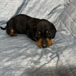 Huk - Black and tan male Dachshund puppy in Glen Saint Mary, Florida from 🍯 Honey Pot Dachshunds 🐾