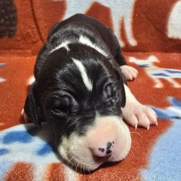Mantle Male E - Mantle male Great Dane puppy in Golconda, Illinois from Breken Great Danes