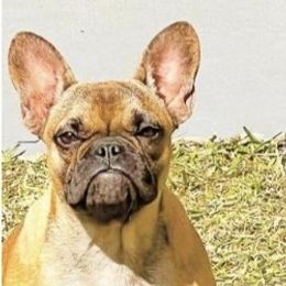 Bam Bam - French Bulldog