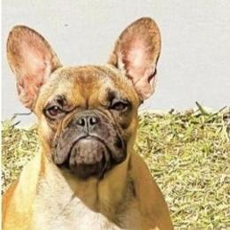 Bam Bam - French Bulldog