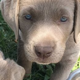 Dilute Retrievers from McKay Creek Labs