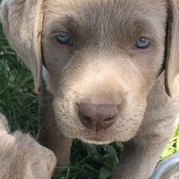 Dilute Retrievers from McKay Creek Labs