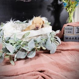 Dilute Retriever and Labradoodle Puppies from Von Bussler Labradoodles & Retrievers