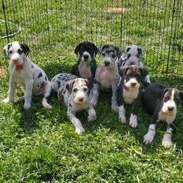 Great Dane Puppies from Windy Ridge Danes