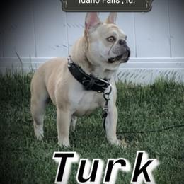 Turk - French Bulldog